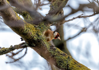 Dublin's Gilded Gem - European Goldfinch (Carduelis carduelis) in Killiney