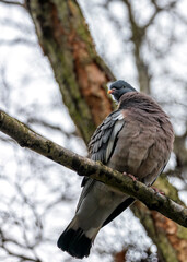 Ireland's Countryside Voyager - Common Wood Pigeon (Columba palumbus)