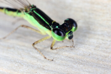 A small, colorful dragonfly caught on the island of Mauritius.