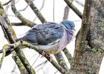 Ireland's Countryside Voyager - Common Wood Pigeon (Columba palumbus)