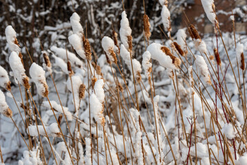 Cattails In The Snow Along the Fox River Trail After A Large January Snowstorm In De Pere, Wisconsin