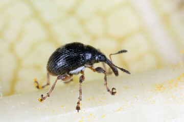 A small beetle of the family weevils (Curculionidae) observed on the island of Mauritius.