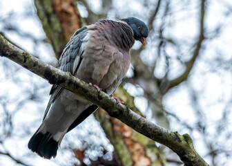 Ireland's Countryside Voyager - Common Wood Pigeon (Columba palumbus)