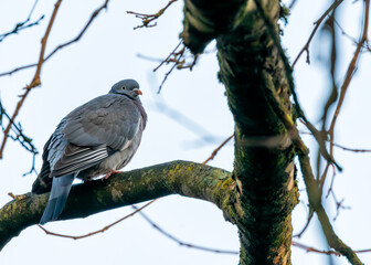 Ireland's Countryside Voyager - Common Wood Pigeon (Columba palumbus)