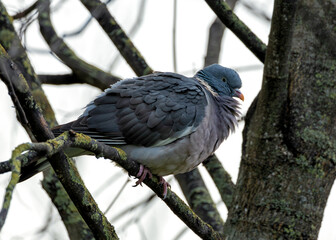 Ireland's Countryside Voyager - Common Wood Pigeon (Columba palumbus)