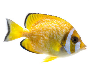 Gelber segelflossendoktor fisch isoliert auf weißen Hintergrund, Freisteller