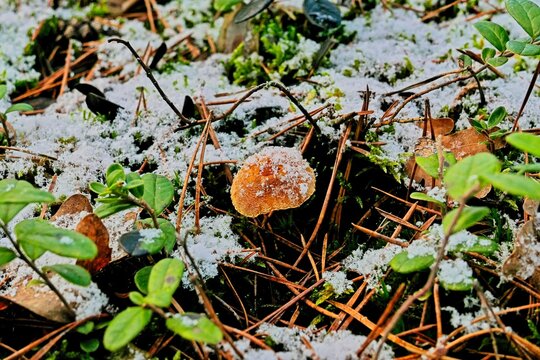 Początki zimy w lesie. Mały, żółty grzyb, rosnący wśród igliwia i łodyg borówki brusznicy pokryty jest cienką warstwą śniegu.