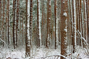Wysoki, sosnowy las zimą. Śnieg pokrywa korony drzew, ziemię i oblepia smukłe wysokie pnie. Gałęzie drzew uginają się pod ciężarem śniegu. - obrazy, fototapety, plakaty
