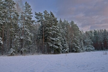 Równina, płaski teren pokryty polami uprawnymi. Ziemię pokrywa gruba warstwa białego śniegu. Na linii widnokręgu widać sosnowy las, korony drzew przykryte są śniegiem.