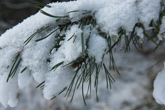 Gałąź sosny pokryta grubą warstwą śniegu tworzącą okiść. Spod śniegu wystają czubki zielonych igieł.
