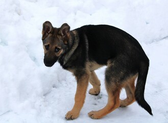 the dog got scared before jumping into a deep pile of snow