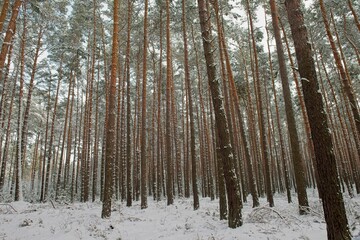 Wysoki, sosnowy las zimą. Śnieg pokrywa korony drzew, ziemię i oblepia smukłe wysokie pnie....