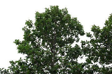 Tree branches and leaves cut out background