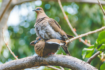 Two birds copulating on a branch