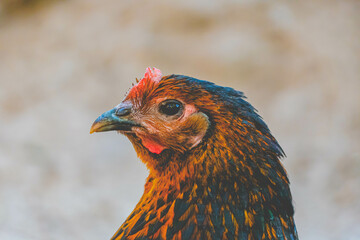 portrait of a chicken