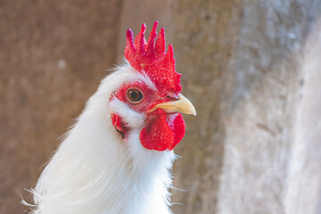 portrait of a rooster