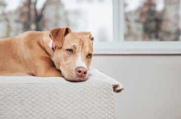 Bored dog lying on chair in front of window on a rainy day. Lonely large puppy dog with sad or depressed look resting in living room. 1 year old female boxer pit bull mix dog, fawn. Selective focus.