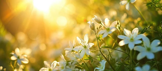 Muurstickers Blooming white flowers surrounded by green nature and shining sun look amazing. © 2rogan