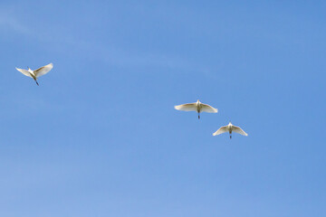 grupo de garzas volando