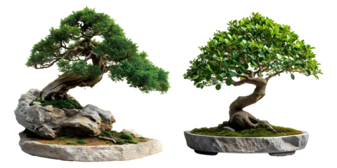 Deurstickers Beautiful Bonsai on Minimalistic Stone Surface © ITrWorks