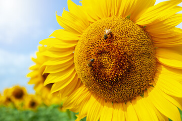 Detail of a sunflower in full spring bloom with bees collecting nectar.