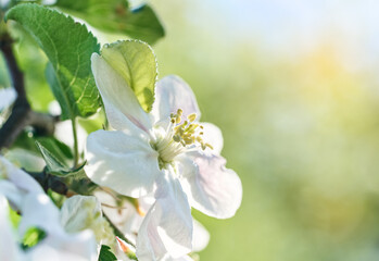 Fototapeta na wymiar Blooming flowers of apple tree. Close up of apple bud. 