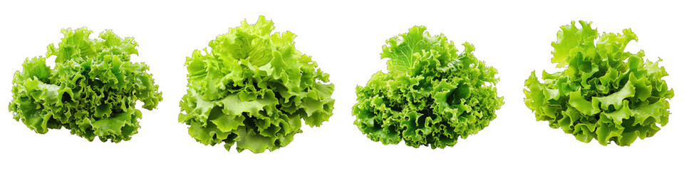 Lettuce Vegetables Pile Of Heap Of Piled Up Together Hyperrealistic Highly Detailed Isolated On Transparent Background Png File