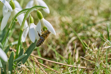 Bee in snowdrop. Early spring close-up flowers and working honeybee.	 - 714228157