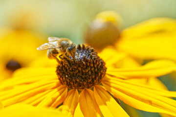 Bee on Black-Eyed Susan. Defocused yellow nature background.	 - 714228185