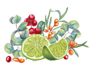Lime, sea buckthorn, lingonberry and eucalyptus branch. Forest, garden berries, citrus slices and leaves. Cowberry, sandthorn, silver dollar plant. Watercolor illustration. For label, cosmetic design