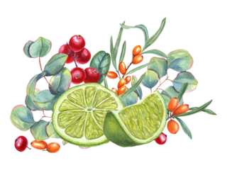 Lime, sea buckthorn, lingonberry and eucalyptus branch. Forest, garden berries, citrus slices and leaves. Cowberry, sandthorn, silver dollar plant. Watercolor illustration. For label, cosmetic design
