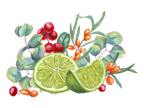 Lime, sea buckthorn, lingonberry and eucalyptus branch. Forest, garden berries, citrus slices and leaves. Cowberry, sandthorn, silver dollar plant. Watercolor illustration. For label, cosmetic design