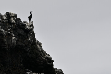 Lone Cormorant perched.