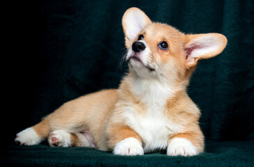 red corgi lies on a green background