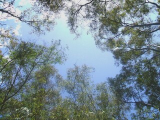 Il cielo assolato visto attraverso il fogliame degli alberi.