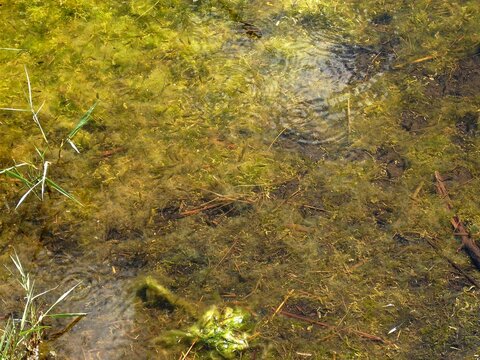 Pesciolini si intravedono tra le acque del Lago di Pergusa.