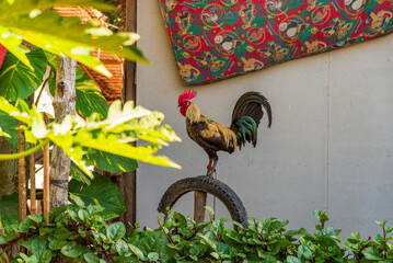 coq fier posé sur un perchoir