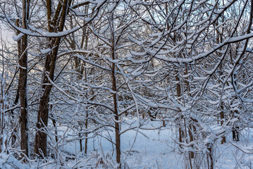 Snow Covered Trees Along The Fox River Trail After A Large January Snowstorm in De Pere, Wisconsin