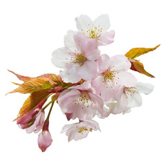 Sakura ( Japanese cherry blossom flowers ) is isolated on a transparent background. 