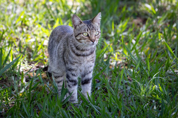 A wild tabby cat in the forest. Animal world. Pet lover. Cat lover.