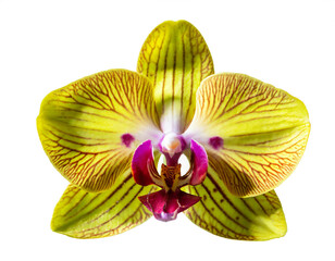 Fototapeta na wymiar gelbe Orchidee isoliert auf weißen Hintergrund, Freisteller