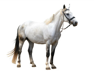 Weißes Pferd isoliert auf weißen Hintergrund, Freistelle