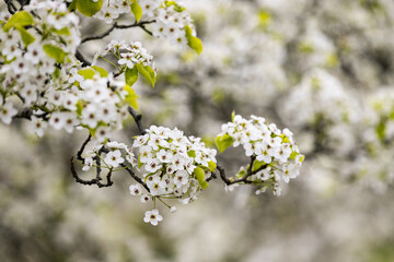 Blooming tree branch