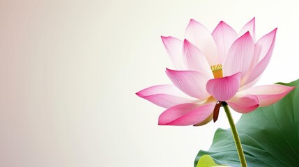 Fototapeta premium A lotus-filled water backdrop with plenty of room for text, tailor-made for banners and paired with an inspiring message. 