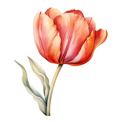 A watercolor painting of a pink tulip flower on a transparent background png isolated