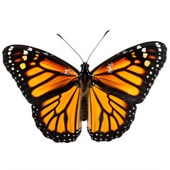 A monarch butterfly on a transparent background png isolated