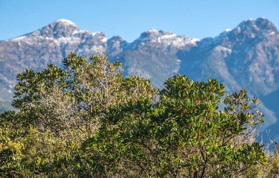 Montagne enneig&eacute;e derri&egrave;re les arbousiers du col de Pagliage &agrave; Partinello, Corse, France