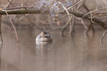Obraz premium Little Grebe Tachybaptus ruficollis on a lake in Central France
