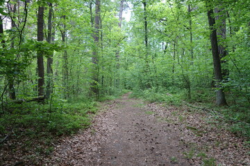 Ścieżka w lesie