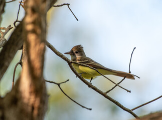 Great Crested Flycatcher